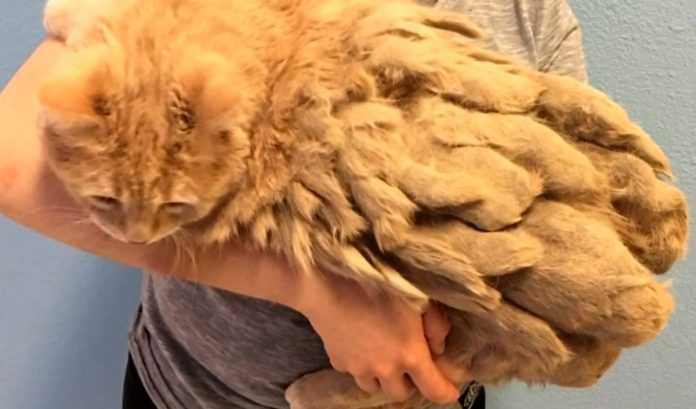 Veterinários choraram ao cortar um gato velho abandonado