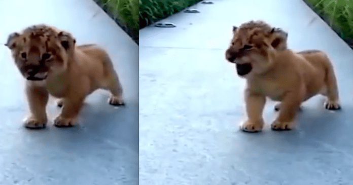 Um filhote de leão tentando rugir é a coisa mais doce que já vimos