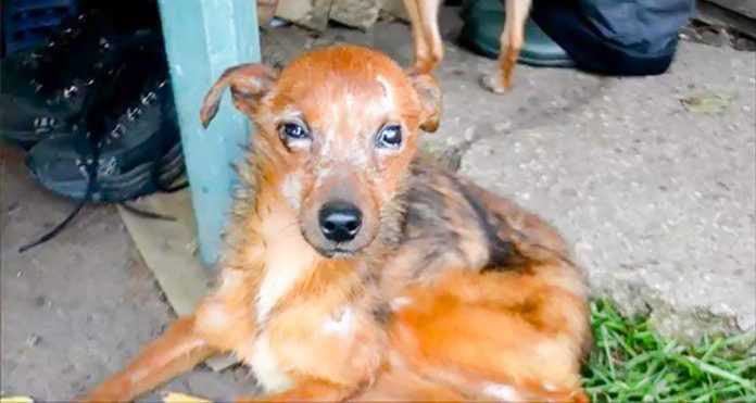Os voluntários resgataram 11 cães que viviam em condições tristes e estavam morrendo de fome
