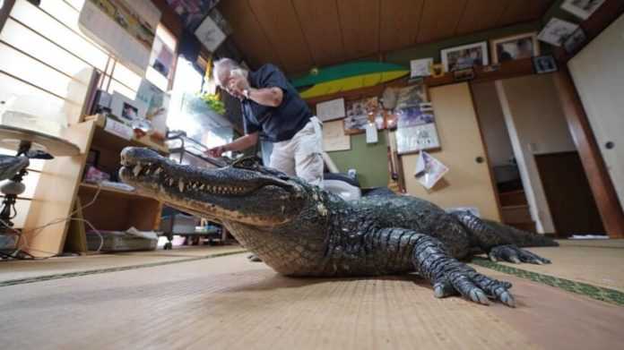 Um crocodilo mora em uma família japonesa há 40 anos.
