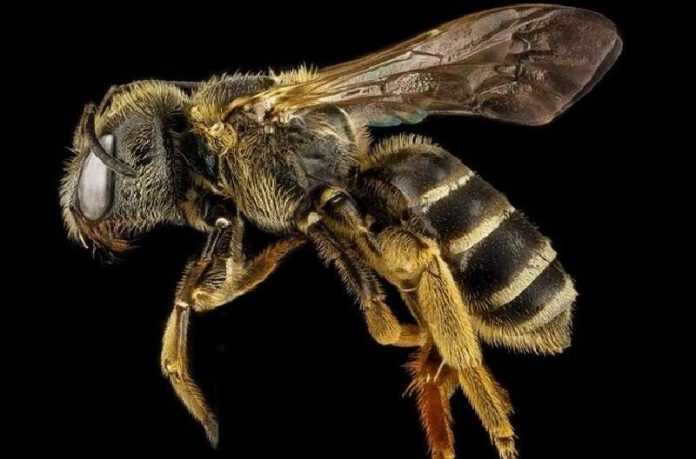 As abelhas são reconhecidas como as criaturas mais importantes da Terra